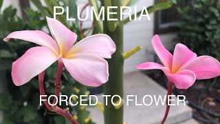 PLUMERIA HOW TO FORCE BLOOMING [upl. by Haon]