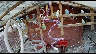 Live Budgies in their Aviary [upl. by Gnem]