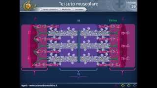 Istologia 19  Muscolare parte 1 [upl. by Hbahsur]