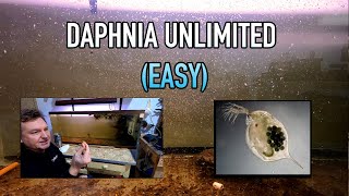 How I Raise Daphnia Water Fleas And You Can Too [upl. by Danialah]