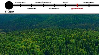 Gymnosperms LongDistance Pollination [upl. by Carny]