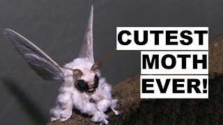 Venezuelan Poodle Moth [upl. by Dulla]