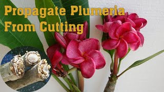 How to Propagate Plumeria From Cutting  Grow PlumeriaChampaGulchin [upl. by Nellac]