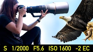 Camera Settings for PRO Wildlife Photography [upl. by Ynatsed706]