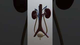 Urinary System Overview 3D [upl. by Aihcela852]