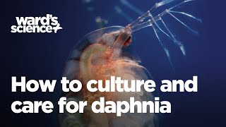 Caring and Culturing for Daphnia [upl. by Dyun]