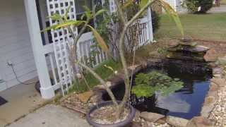 How To Trim Your Plumeria Tree  Plumeria Care [upl. by Naaitsirhc]