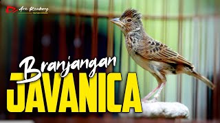 MASTERAN BRANJANGAN JAVANICA GACOR MATERI MEWAH [upl. by Anauqat]