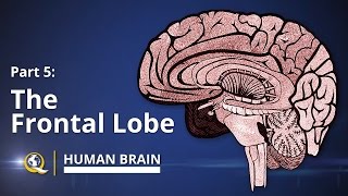 Frontal Lobe  Human Brain Series  Part 5 [upl. by Drucie]