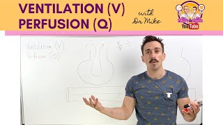 Ventilation V Perfusion Q Coupling [upl. by Tower]