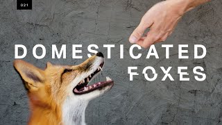 We met the world’s first domesticated foxes [upl. by Thebault]