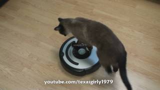 Cat shows HOW TO use iRobot Roomba Vacuum [upl. by Dranyar138]