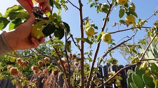 Growing Harvesting And Processing Quince Fruit  A Delicious Nutritional Powerhouse [upl. by Harehs949]