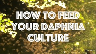 How To Feed Your Daphnia Culture [upl. by Rovert]