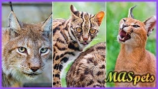 9 Exotic Cats People Keep as Pets [upl. by Aicilyhp]