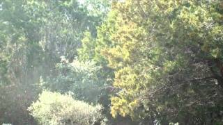 Mountain Cedar Tree Exploding With Pollen [upl. by Goeger994]