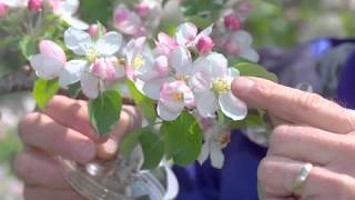 Pollination Methods Fruit Trees [upl. by Ennobe]