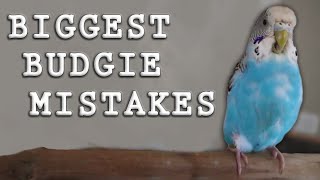 The BIGGEST Mistakes Made with Parakeets Budgies [upl. by Gilli]