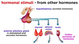 The Endocrine System [upl. by Pedaiah363]