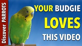 Your Budgie LOVES this Video  Discover PARROTS [upl. by Ainotna]