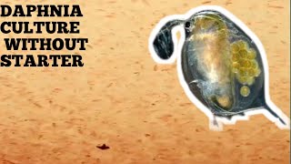 HOW TO CULTURE DAPHNIA NATURALLY WITHOUT A STARTER [upl. by Calley]