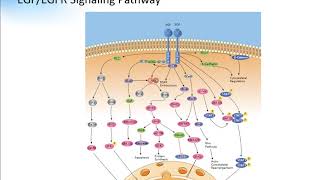 EGF EGFR Signaling Pathway Creative Diagnostics [upl. by Farmann]