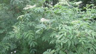 Elderberry Pruning and Coppice [upl. by Mclyman]