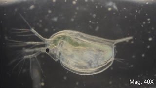 Daphnia magna under the Microscope [upl. by Anelim641]