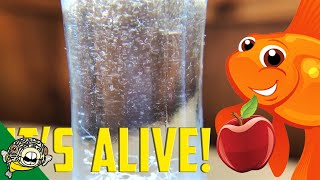 How to culture Vinegar Eels The EASY Way Live Fish Food [upl. by Nuawaj]