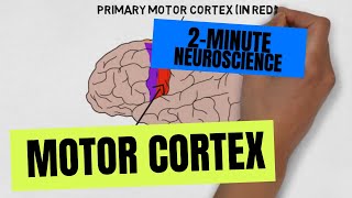 2Minute Neuroscience Motor Cortex [upl. by Calvina]