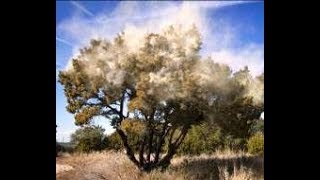 Tree on Fire from Juniper tree Pollen [upl. by Acinoda]