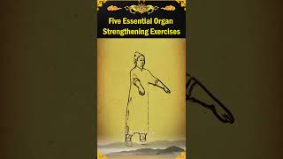 Five Essential Organ Strengthening Exercises [upl. by Zaccaria]