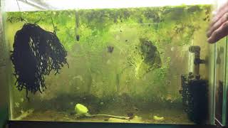 Scuds Daphnia Cherry Shrimp Copepods My aquatic food culture [upl. by Kerianne852]