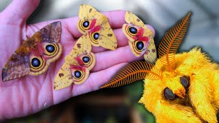 Cute Moth Breeding Io Moth Automeris io  How to Breed Io Moths MothCycles ft Bart Coppens [upl. by Almap]