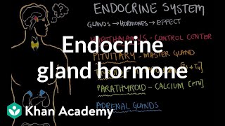 Endocrine gland hormone review  Endocrine system physiology  NCLEXRN  Khan Academy [upl. by Sophy]