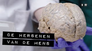 De hersenen van de mens  Aflevering 3  De Binnendienst [upl. by Eekcaj149]