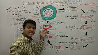 Bacterial Spore  Endospore Formation  Sporulation  Bacterial Spore Germination amp Formation  MCQ [upl. by Pickar]