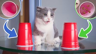 Funniest Snack Games To Prank Cats [upl. by Aicylla844]