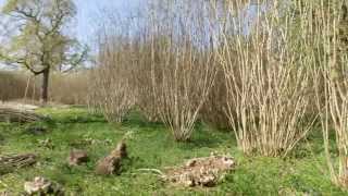 What is coppicing [upl. by Rex]