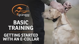 Basic Training  Getting Started with an ECollar [upl. by Bracci]