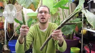 Planting Plumeria Cuttings  Frangipani [upl. by Arratahs]