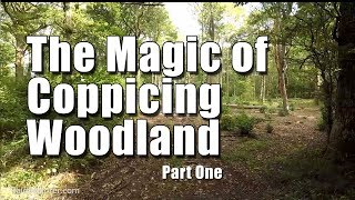 Exploring an Oak and Hazel Coppiced Woodland in West Sussex  Pt 1 [upl. by Almita]