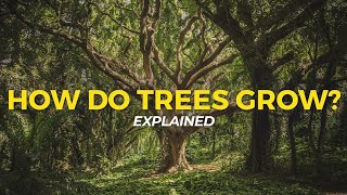 How Trees Grow  Eco Facts  One Tree Planted [upl. by Romeon]