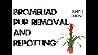 Bromeliad Pup Removal and Repotting [upl. by Ernest]