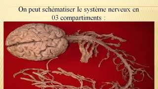 🔴Neurologie Examen Neurologique [upl. by Pilihp]