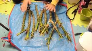 Overwintering Plumeria seedlings and Preparing cuttings [upl. by Asante]