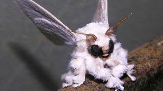 Venezuelan Poodle Moth  Animal of the Week [upl. by Atram247]