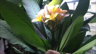 Growing Plumeria indoors [upl. by Rhys275]