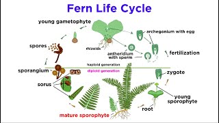 Ferns The Emergence of Roots and Stems [upl. by Gschu]