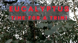 Eucalyptus Time for A Trim [upl. by Eltsryk]